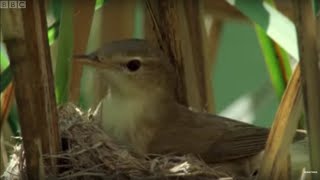 Cuckoo Hijacks Warbler Nest  Natural World  BBC Earth [upl. by Hedva745]