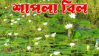 সাদা শাপলার বিল এ একদিন। Shapla The National flower of Bangladesh Travelling vlogs on water lily [upl. by Marcille149]