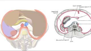 Peritoneum 3D  the Lesser Sac [upl. by Sparkie54]