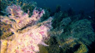 Sea Snot killing the undersea life in the Mediterranean Sea [upl. by Elakram]