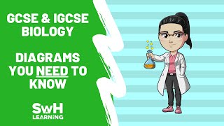 GCSE amp IGCSE Biology  Diagrams You Need To Know [upl. by Ynnad]