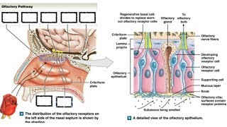 Olfactory Pathway  cellular components of olfactory epithelium by DrAbhishek kumar [upl. by Heins]