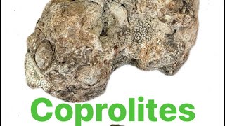 Coprolites fossilized dung [upl. by Hamlen614]