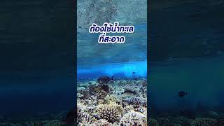 น้ำทะเลแท้ vs เกลือทำน้ำทะเล ใช้อันไหนดี aquascape [upl. by Kruger]