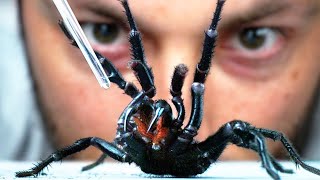 Cómo obtener VENENO de la ARAÑA más PELIGROSA del MUNDO [upl. by Ahtebat]