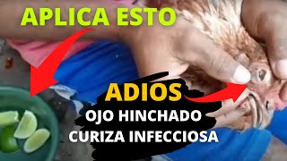 Como CURAR la CORIZA infecciosa aviar  Así es como se cura el OJO HINCHADO en Gallinas o Pollos [upl. by Johna]