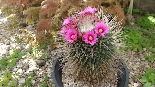 サボテンの植え替え マミラリア属：ピコ ご参考まで Mammillaria spinosissima Pico [upl. by Anivid]