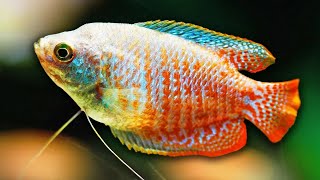 Care Guide for Honey Gourami  Aquarium CoOp [upl. by Ntisuj]