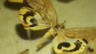 Rare collection of Emperor Moths  India [upl. by Maxi827]