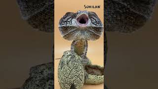 soa payung  frilled dragon pengetahuan hewan [upl. by Alyks831]