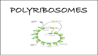 Polyribosomes  Polysomes  Biology Diaries ribosomes cellbiology molecularbiology [upl. by Banks362]