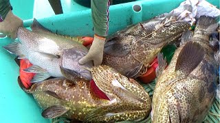 BIGGEST Goliath Grouper Ever Caught Back to Back [upl. by Winstonn839]