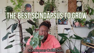 Scindapsus Collection [upl. by Emogene468]