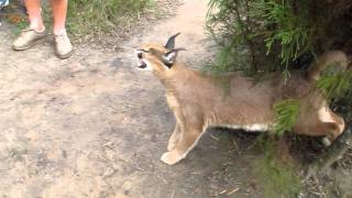 Caracal Hissing [upl. by Okiek]