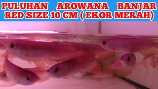 AROWANA BANJAR RED 10 CM LENGKAP SERTIFIKAT DAN MIKROCIP  EKOR MERAH BERGARANSI [upl. by Kaliski643]