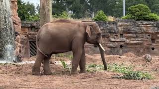 Elephant Feeding at Chester Zoo [upl. by Naitsabas12]