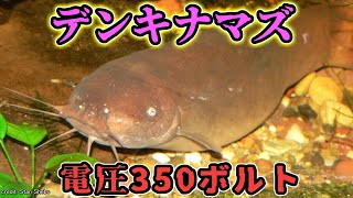 デンキナマズとはどんな生き物なのか？【ゆっくり解説】 [upl. by Siegler]