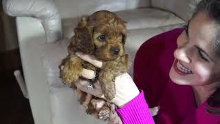 7 week Cavapoo Puppy [upl. by Eph23]