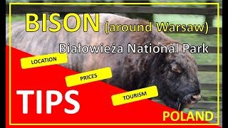 Bison  Bialowieski Park  Tourism  check what we found closer to warsaw Poland [upl. by Cicely]