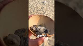 Estos Chicos Liberan Tortugas en la Orilla del Mar ❤️ [upl. by Acinelav432]