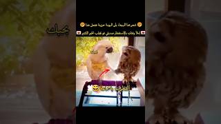 شعر الببغاء بأن البومة حزينة ففعل هذا🤣💔😅 لا حول ولا قوة إلا بالله العلي العظيم عدد خلقه ومداد كلماته [upl. by Adihahs]