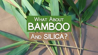 What About Bamboo Is It a Good Source of Silica [upl. by Thurstan]