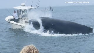 Whale capsizes boat fishing in Portsmouth Harbor off the New Hampshire coast [upl. by Aihset]