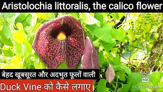 Aristolochia littoralis the calico flower बेहद खूबसूरत और अदभुत फूलों वाली Duck Vine की देखभाल [upl. by Ydaf]