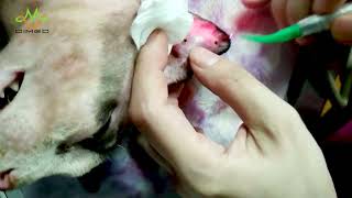 Veterinary Laser for Animal Surgery [upl. by Volnak]