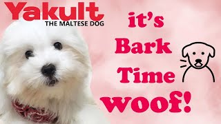 Our Maltese Puppy Barking Nonstop Watch To Find Out The Reason  Yakult The Maltese Dog [upl. by Schoenberg]