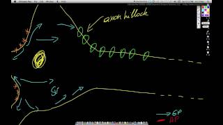 NS 6 AP at axon hillock Large [upl. by Yeloc]