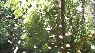 Monarch Butterflies in Macheros Mexico [upl. by Aleyak417]