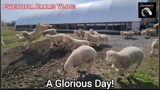 Experience The Joy Of Sheep Frolicking Outdoors On A Beautiful Farm Day [upl. by Schiff]