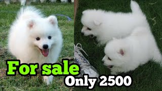 German Spitz puppies for sale only in 2500Indian Spitz puppies for sale in very low price [upl. by Sumer444]