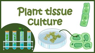 Tips Acclimatize Tissue Culture Plant thefirstplant [upl. by Luciana]