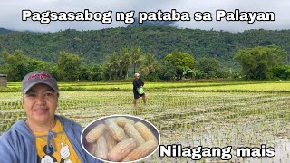 Unang pagsasabog ng pataba sa palayan  Naglaga ng mais [upl. by Ovida512]