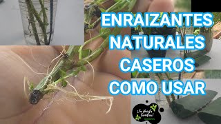 COMO USAR 3 ENRAIZANTES  CASEROS  NATURALESY FÁCILES DE CONSEGUIR PARA ESQUEJES Y ACODOS [upl. by Waldner]