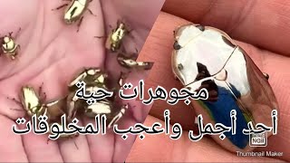 مجوهرات حية كريسينا ليمباتا أحد أعجب وأجمل الحشرات على وجه الأرض Chrysina limbata wildlife fyp [upl. by Odracer]