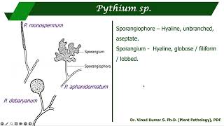 Morphological characteristics of some important plant pathogenic fungi A Diagrammatic atlas [upl. by Paver]