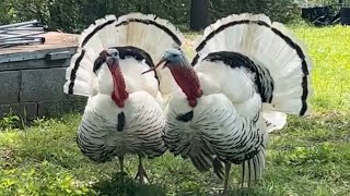 A Day With The Turkeys AWESOME GOBBLING amp DRUMMING FOOTAGE [upl. by Arrio685]