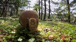 ThreeBanded Armadillo Gets The Zoomies [upl. by Roti663]