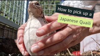 How to pick up and hold a Japanese quail [upl. by Garrot258]