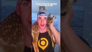 A man adopts a baby deer that lost its mother deer babydeer short [upl. by Noyes]