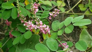 Indigofera the plant of the past [upl. by Nugent]