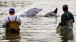 Une entraide incroyable entre pêcheurs et dauphins   ZAPPING NOMADE [upl. by Ssidnak]