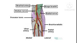 CUBITAL FOSSA ANATOMY NOTES UPPER LIMBIN TAMIL [upl. by Onitram]