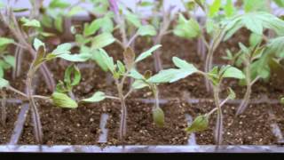 Step by Step 🍅 How To Grow Tomatoes from Seed  Gardeners Supply 👩‍🌾 [upl. by Neyuh510]