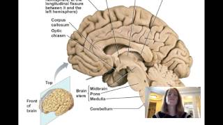 Lecture11 Central Nervous System [upl. by Aissyla]