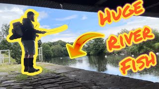 HUGE fish caught River lure fishing UK New pb fishing river riverfishing [upl. by Hanikas]