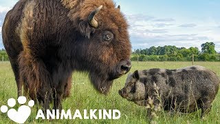 1200pound bison takes care of every animal on farm  Animalkind [upl. by Adnuahsal597]